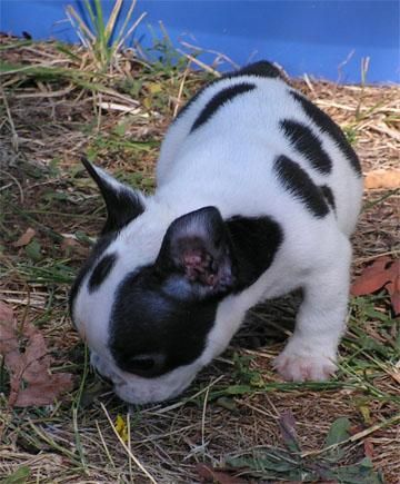 Cachorros de Bulldog frances(Particular) 130euro