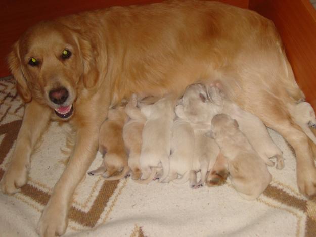 Cachorros de Golden Retriever.