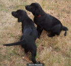 Cachorros Labrador Retriever - mejor precio | unprecio.es