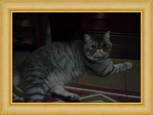 exotico macho azul silver tabby portador de color chocolate y point