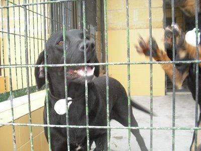 Labradora hembra 3 años sacrifican