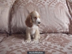 Nueva camada Cocker spaniel... - mejor precio | unprecio.es