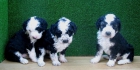 PERROS DE AGUA , ENCANTADORES CACHORROS  190€ - mejor precio | unprecio.es
