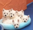 Pura Raza West Highland White Terrier - mejor precio | unprecio.es