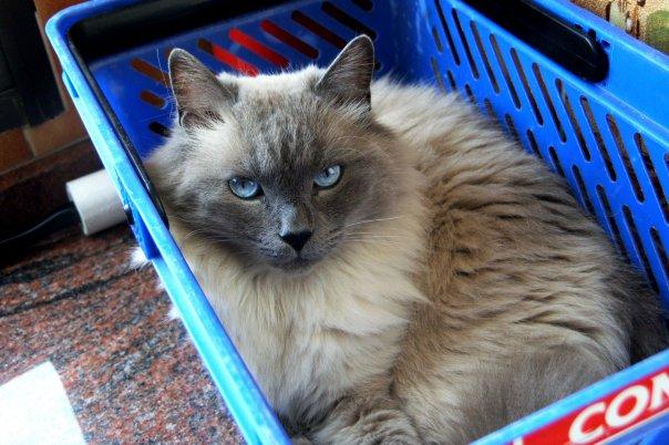 REGALAMOS gata ragdoll...PRECIOSA!!!!!!!!!!