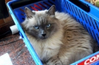 REGALAMOS gata ragdoll...PRECIOSA!!!!!!!!!! - mejor precio | unprecio.es