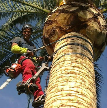 Se vende bicicleta para poda de palmeras