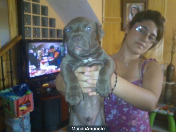 se vende camada de american pitbull