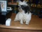 Shih tzu hembra 390 euros - mejor precio | unprecio.es