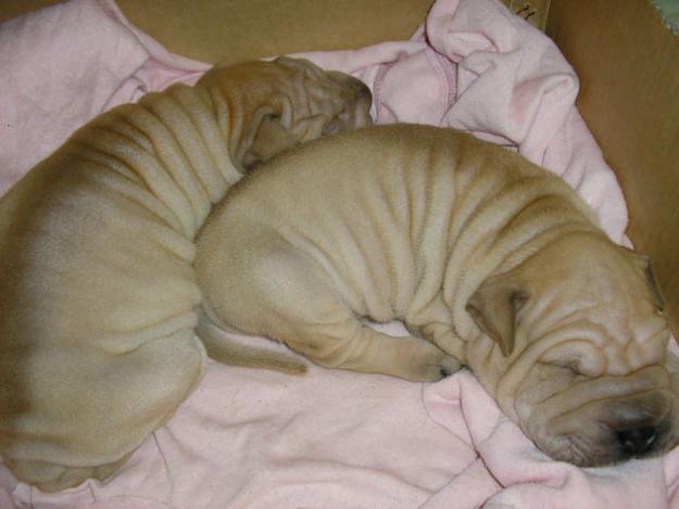 VENDO SHAR-PEI MUY ECONOMICO