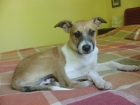 Cachorro para adopción - mejor precio | unprecio.es
