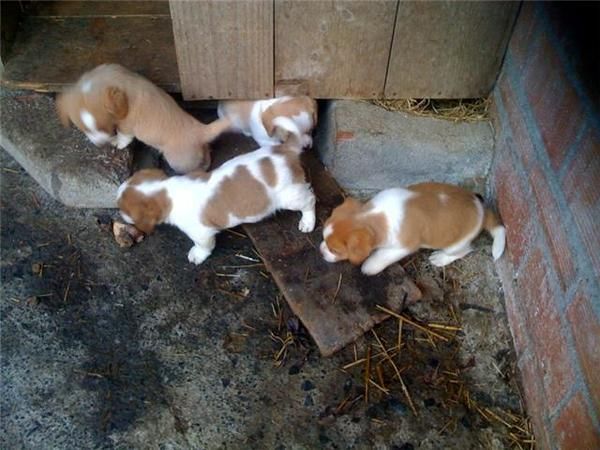 Cachorros beagles 4 machos