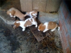 Cachorros beagles 4 machos - mejor precio | unprecio.es