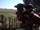 Cachorros de  Mini Pincher - mejor precio | unprecio.es