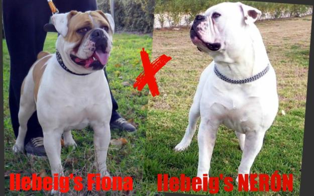 CAMADA BULLDOG AMERICANO / AMERICAN BULLDOG