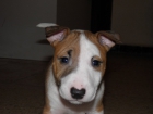 Impresionantes bull terrier miniaturas - mejor precio | unprecio.es