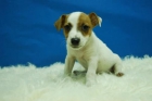 Jack Russell Excelntes cACHORROS dISPONIBLES - mejor precio | unprecio.es