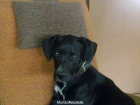 NECESITO DAR A MI PERRO - mejor precio | unprecio.es