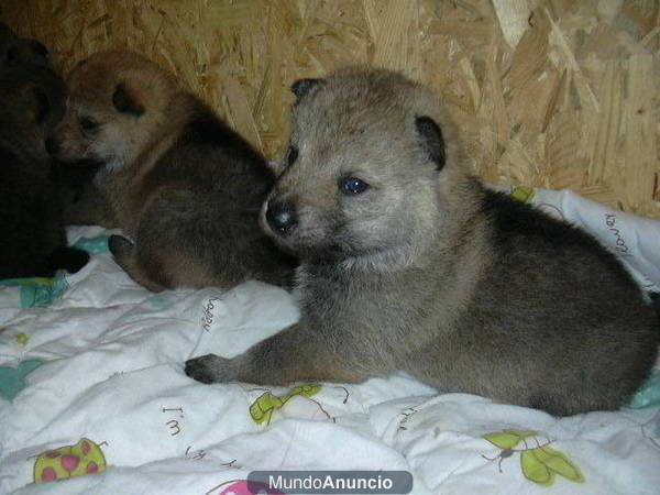 perro lobo checoslovaco