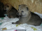 perro lobo checoslovaco - mejor precio | unprecio.es
