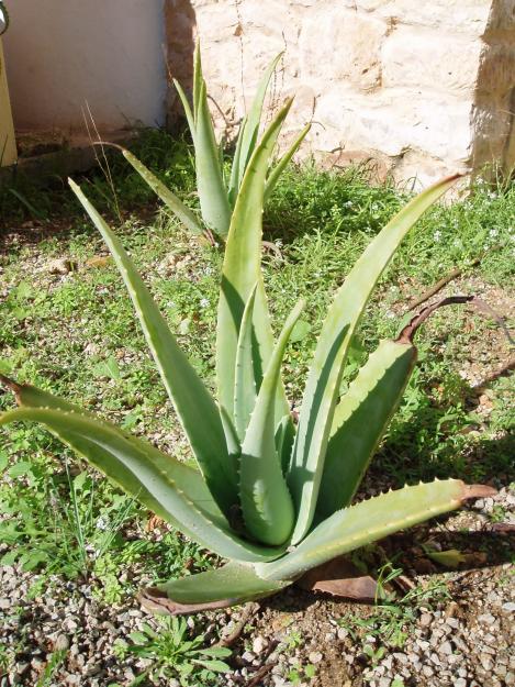 Planta de Aloe Vera Barbadensis de 5 años