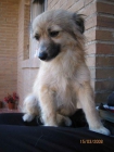 Regalo perrita - mejor precio | unprecio.es