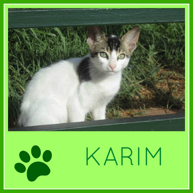 Gato karim en un jardín, necesita adopcion