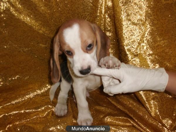 BEAGLE, nueva camada machos y hembras en aquanatura