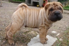 Camada sharpei en oferta 250 euros - mejor precio | unprecio.es