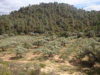 Finca/Casa Rural en venta en Ascó, Tarragona (Costa Dorada)