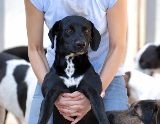 Oris, cachorro precioso, busca un hogar