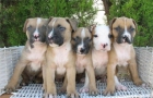 PITBULL TERRIER,220€ - mejor precio | unprecio.es