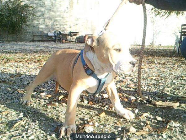 PRECIOSOS CACHORROS DE BANDOG