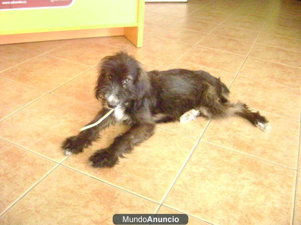 PUNKI EN ADOPCION, UN PERRO MUY ESPECIAL