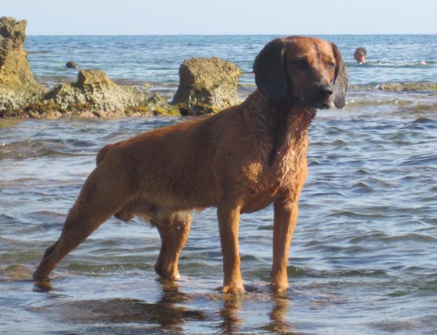 Sabueso de Baviera para montas