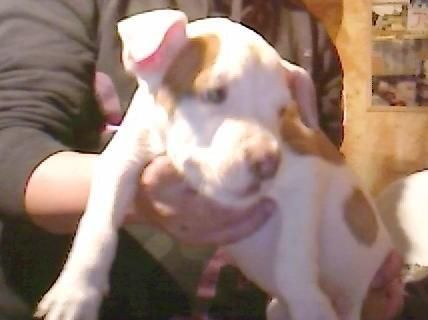 ultima hembra red nose