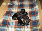 YORKSHIRE TERRIER 2 MACHOS Y 2 HEMBRAS - mejor precio | unprecio.es