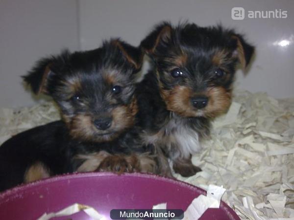 YORKSHIRE TERRIER EN MADRID