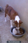 2 cachorros de basenji - mejor precio | unprecio.es
