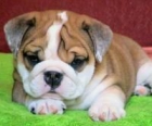 ADORABLE BULLDOG INGLES CACHORROS PARA SU HOGAR - mejor precio | unprecio.es