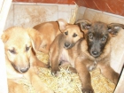 Cachorros xPastor Belga en adopción - mejor precio | unprecio.es