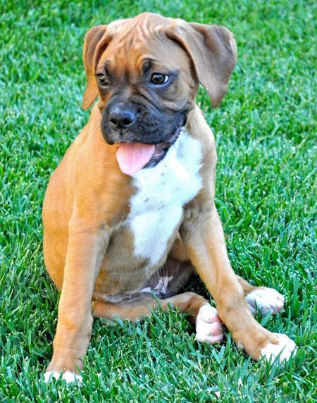 El boxeador perfecto para su familia adorable