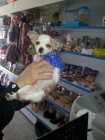Impresionante cachorrito chihuahua toy toy de bolsillo !! - mejor precio | unprecio.es