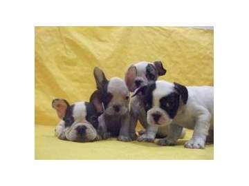 OFERTA BULLDOG FRANCES MACHOS