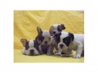 OFERTA BULLDOG FRANCES MACHOS - mejor precio | unprecio.es
