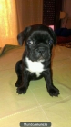 Perritas bulldog frances - mejor precio | unprecio.es