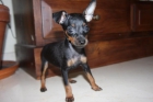 Pinscher mini Malaga - mejor precio | unprecio.es