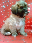 PRECIOSOS LHASA APSO DE 2 MESES DE EDAD EL AUTENTICO PERRO TIBETANO - mejor precio | unprecio.es