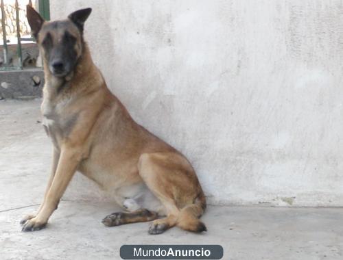 regalo cachorritos pastor belga malinois