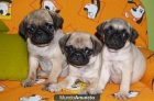 REGALO CACHORRO CAMADA DE CARLINO ( PUG ) - mejor precio | unprecio.es